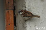 Huismus (Passer domesticus) 