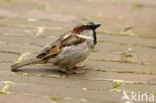 Huismus (Passer domesticus) 