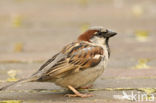 Huismus (Passer domesticus) 