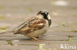 Huismus (Passer domesticus) 