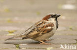 Huismus (Passer domesticus) 