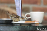 Huismus (Passer domesticus) 