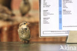 House Sparrow (Passer domesticus)