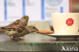 House Sparrow (Passer domesticus)