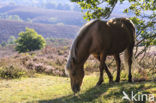 Icelandic Pony (Equus spp)