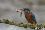 Kingfisher (Alcedo atthis)