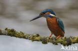 Kingfisher (Alcedo atthis)