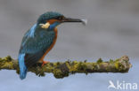 Kingfisher (Alcedo atthis)