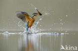 Kingfisher (Alcedo atthis)