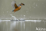 Kingfisher (Alcedo atthis)