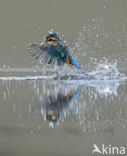 Kingfisher (Alcedo atthis)