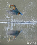 IJsvogel (Alcedo atthis)