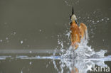 IJsvogel (Alcedo atthis)