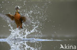 IJsvogel (Alcedo atthis)