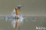 IJsvogel (Alcedo atthis)