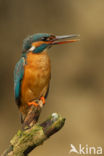 Kingfisher (Alcedo atthis)