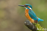 Kingfisher (Alcedo atthis)