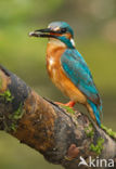 Kingfisher (Alcedo atthis)