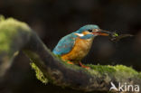 Kingfisher (Alcedo atthis)