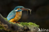 Kingfisher (Alcedo atthis)