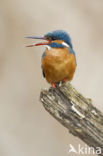 Kingfisher (Alcedo atthis)