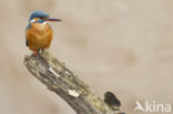 Kingfisher (Alcedo atthis)