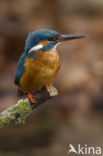 Kingfisher (Alcedo atthis)