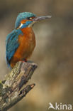 Kingfisher (Alcedo atthis)