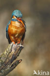 Kingfisher (Alcedo atthis)