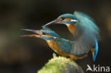 Kingfisher (Alcedo atthis)