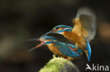 Kingfisher (Alcedo atthis)