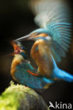 Kingfisher (Alcedo atthis)