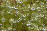 Juffertje-in- t-groen (Nigella damascena)