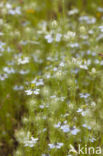 Juffertje-in- t-groen (Nigella damascena)