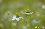 Juffertje-in- t-groen (Nigella damascena)