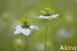 Juffertje-in- t-groen (Nigella damascena)