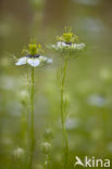 Juffertje-in- t-groen (Nigella damascena)