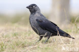 Kauw (Corvus monedula)