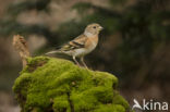 Brambling (Fringilla montifringilla)