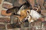 Barn Owl (Tyto alba)