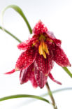 Fritillary (Fritillaria spec)