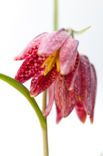 Fritillary (Fritillaria spec)