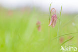 Fritillary (Fritillaria spec)