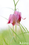 Kievitsbloem (Fritillaria spec)