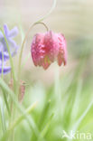 Kievitsbloem (Fritillaria spec)