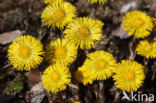 Coltsfoot (Tussilago farfara)