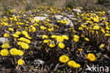 Coltsfoot (Tussilago farfara)