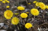 Coltsfoot (Tussilago farfara)