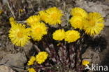 Coltsfoot (Tussilago farfara)