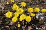 Coltsfoot (Tussilago farfara)